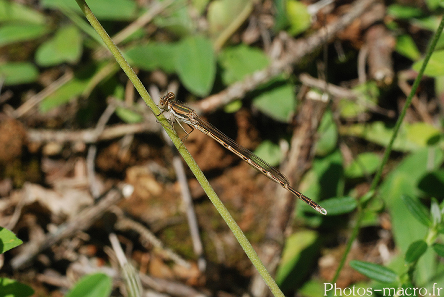 Sympecma fusca